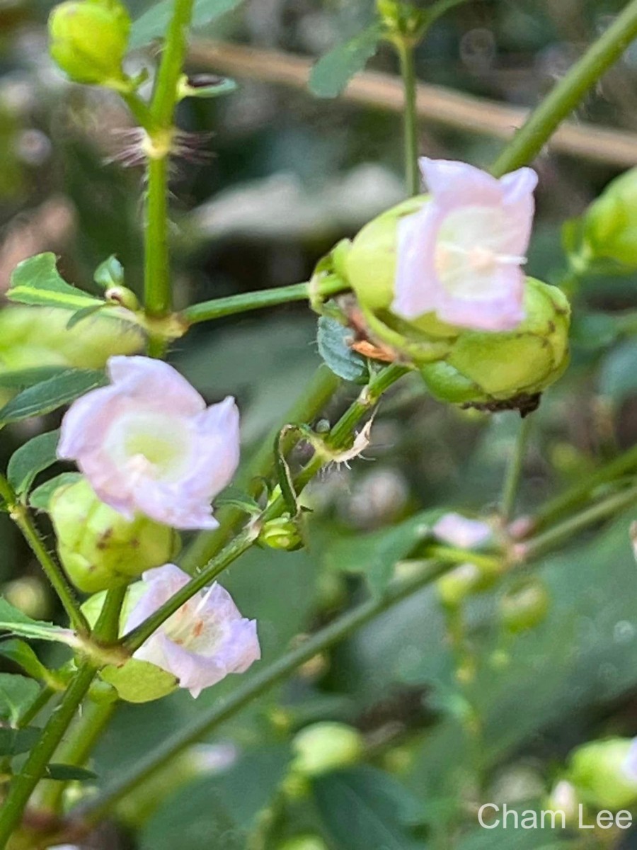 Strobilanthes glandulata Nilanthi et al.